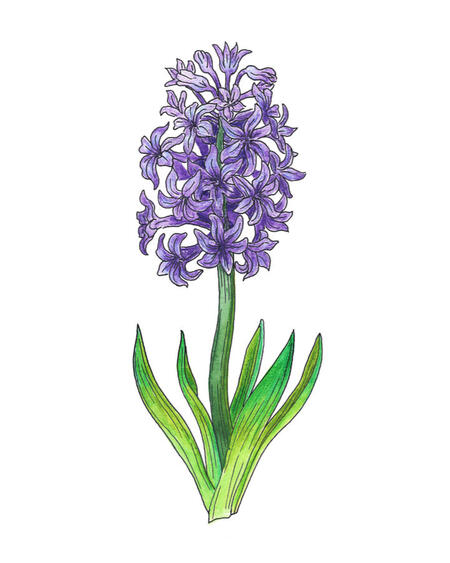 Purple Hyacinth | Anime Amino